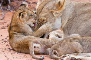 Lion-Cub-Play-With-Mother-On-S-48706901