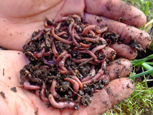 A handful of worms.